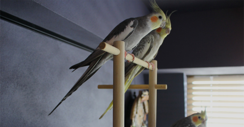 LIFE LIST「鳥好きによる、鳥ファーストな住まい │マンションリノベーション事例」